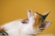 猫常吐是什么原因（猫频繁的吐是怎么了）