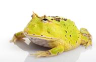 宠物蛙最贵的品种（宠物蛙的品种及价格表）