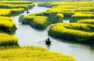 农村油菜花风景图片大全集（油菜花风景图片真实）