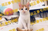 猫拉稀三个月了怎么办（两个月的猫拉稀怎么办最快最有效）