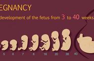 怀孕四个月胎心在下面为什么肚子大在上面（怀孕四个月胎心在肚脐下方）