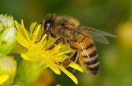 蜜蜂为什么有四个翅膀（蜜蜂为什么会有翅膀发声）