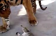 猫看见老虎反应（老虎和猫是同一个祖先吗）