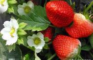 四季草莓什么品种最好（四季草莓品种排行榜）