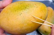 吃芒果最简单的方式（吃芒果超级方便的方法你学会了吗）