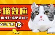 猫咪被遗弃了会回到原来的地方吗（猫咪被遗弃还能找回吗）