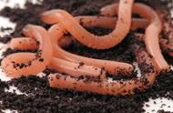 蚯蚓是喜欢干土壤还是湿土的（蚯蚓喜欢湿的泥土还是干的泥土）