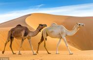 为什么说骆驼是沙漠之舟（为什么说骆驼是沙漠之舟呢）