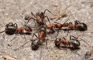 蚂蚁能拖动十几倍重量吗（蚂蚁可以搬动自身多少倍的重量）