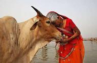 为什么印度那么崇拜牛（印度人为什么崇拜牛）