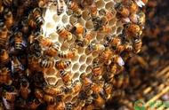 养蜜蜂的十大技巧（养蜜蜂的正确方法和注意事项）