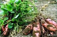 红薯藤如何储存可以过冬（白醋能喷在红薯上过冬不烂吗）