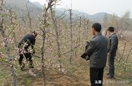 夏天果树能盖地膜防草吗（秋天新栽果树要不要盖地膜）