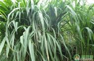 皇竹草种植方法和费用（皇竹草如何种植成活率高）