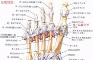 跖趾关节康复训练图解（第一跖趾关节炎怎样运动康复训练）