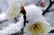 梅花是王安石在什么情况下写的（王安石在什么环境下写梅花）