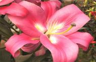 12朵粉色百合的花语（十一朵粉玫瑰加一朵百合的花语）
