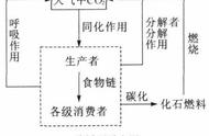 生态系统的物质循环的过程如何（详细论述生态系统物质循环过程）