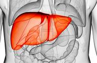 肝脏在身体的哪个部位图片