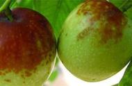 盆栽枣树几月份种植好（盆栽枣树种植方法与技术）