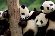 大熊猫起源的小故事（关于大熊猫由来的美丽故事）