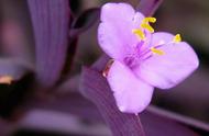 常见开深紫粉花的植物图片名称（这种开紫色花的植物叫什么名字）