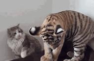 老虎的动作和猫一模一样（老虎动作为什么跟猫一样）