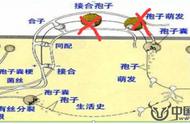 硫酸铜溶解（硫酸铜可以用热水溶解吗）