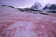 南极的冰为什么变成红色（南极的冰为什么是淡水）