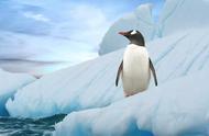 南极里有哪十种动物（南极十大动物）