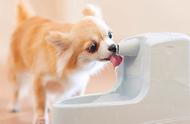 狗一天喝几次水最好（狗每天喝特别多的水是为什么）