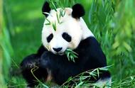 画熊猫吃竹子（10秒画熊猫）