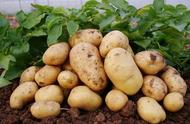 南方秋季土豆种植时间和方法（南方土豆种植时间和方法露地）