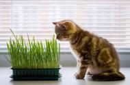 水培猫草的正确方法（水培种猫草的方法和步骤）