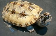 墨西哥龟如何饲养（墨西哥蛋龟怎样养长得慢）