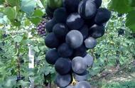 巨峰葡萄的种植方法和注意事项（巨峰葡萄种植方法全过程）