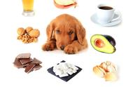 怎样才能要狗狗吃掉木糖醇（怎么诱使狗子吃木糖醇）