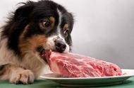 狗为什么不能吃生猪肉（为什么不建议狗吃猪肉）