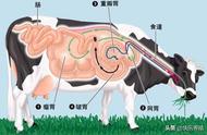 反刍动物有哪几个胃（反刍动物消化的重要部位）