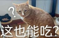 猫会挑食饿死自己吗（猫直接吃了一粒阿莫西林）