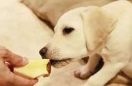 狗狗可以吃长期吃的水果（适合狗狗长期吃的水果）