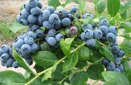 蓝莓籽能直接种到土里吗（蓝莓籽直接埋土里不发芽吗）