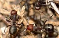 蚂蚁正确的喂养方法（蚂蚁的正确养法）