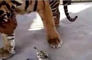 老虎会认为猫是同类吗（猫和老虎习性一模一样吗）