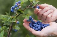 蓝莓盆栽先开花还是先长叶（蓝莓盆栽必须两棵才能结果吗）
