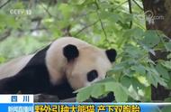 大熊猫一生繁殖几次（大熊猫的繁殖特点简单介绍）