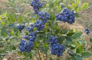 蓝莓不能用园土吗（蓝莓用普通土能成活吗）
