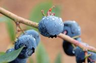 蓝莓浇水最佳时间（蓝莓过冬怎么浇水）