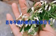 梨树开花后下雨怎么处理（梨树开花期遇到霜冻怎么办）