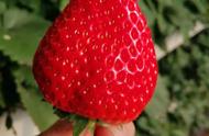 丹东九九草莓冬天是反季节水果吗（丹东九九草莓几月份成熟）